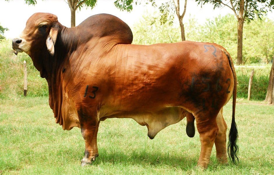 Friesian × Sahiwal