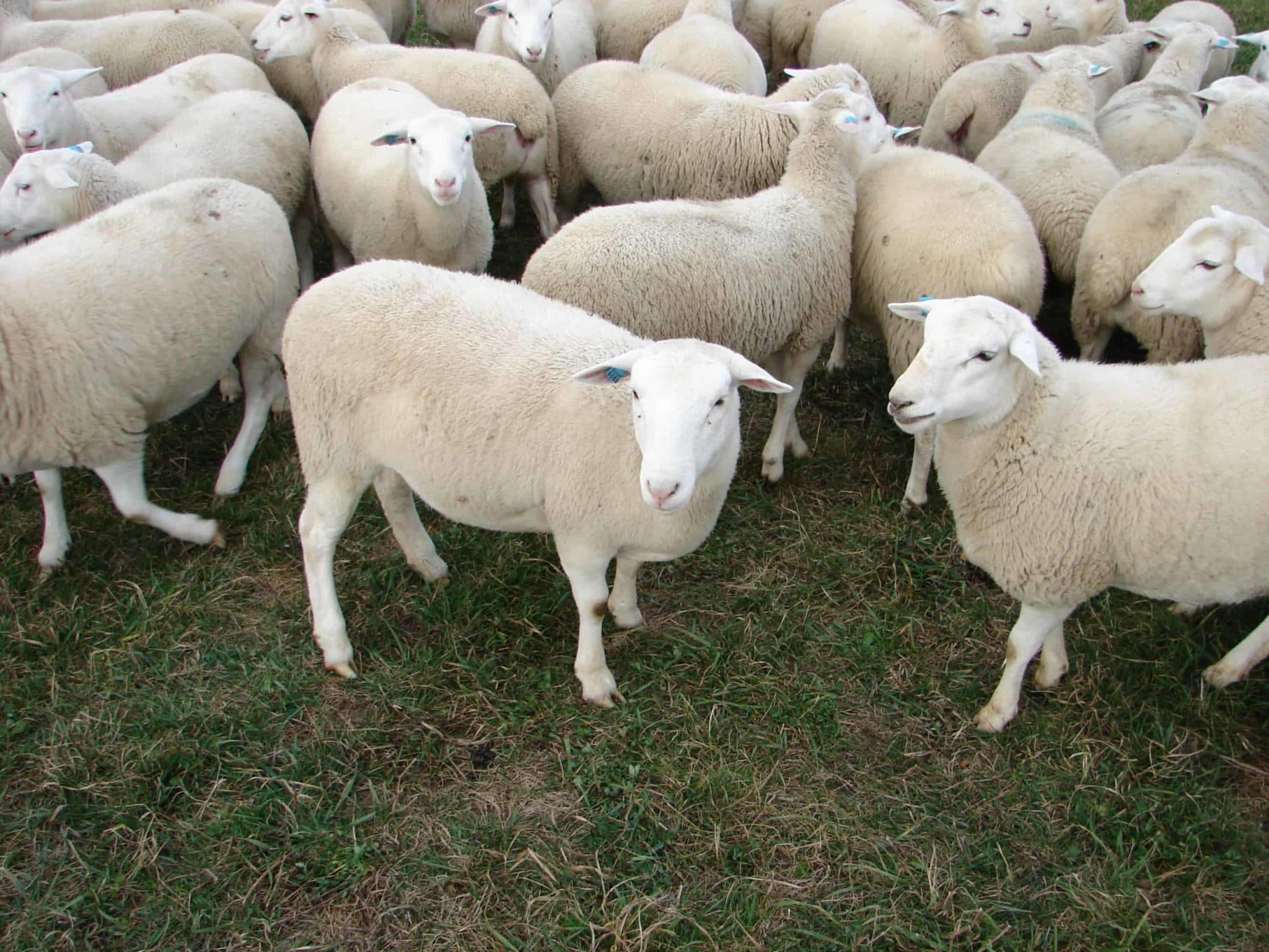 Red Maasai Sheep