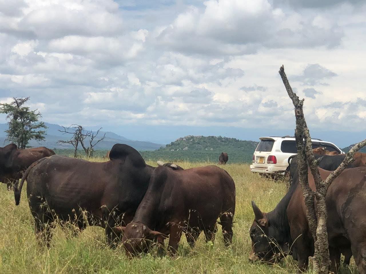Ranch life at Osotua 19