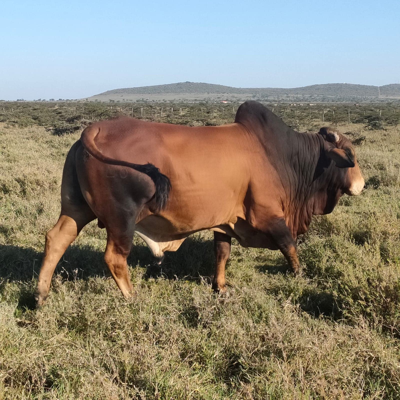 Pastoral Herding & Savanna Rangelands