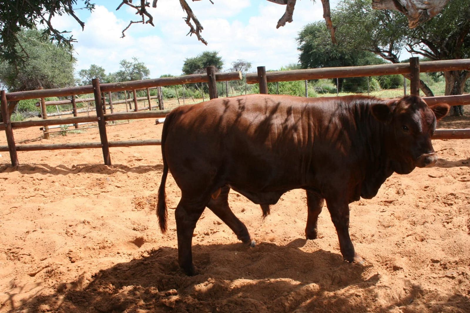 Ranch life at Osotua 3