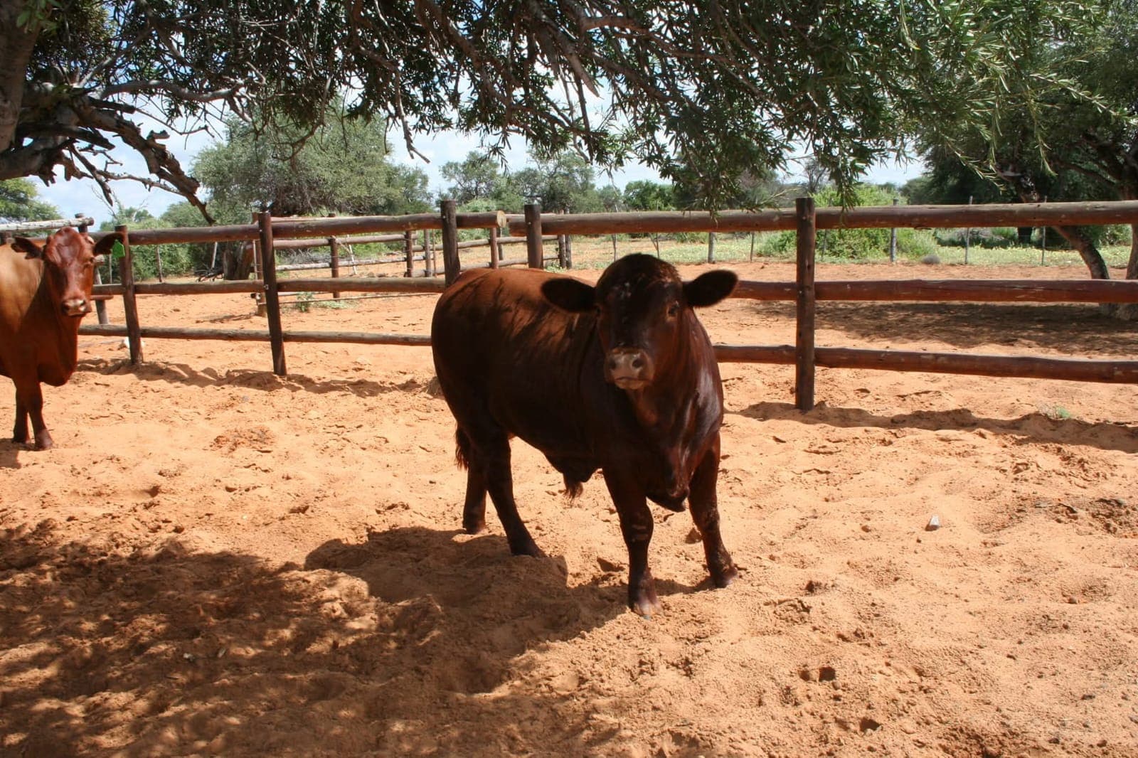 Ranch life at Osotua 7