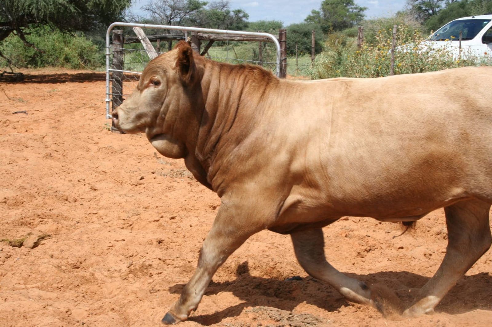 Ranch life at Osotua 8