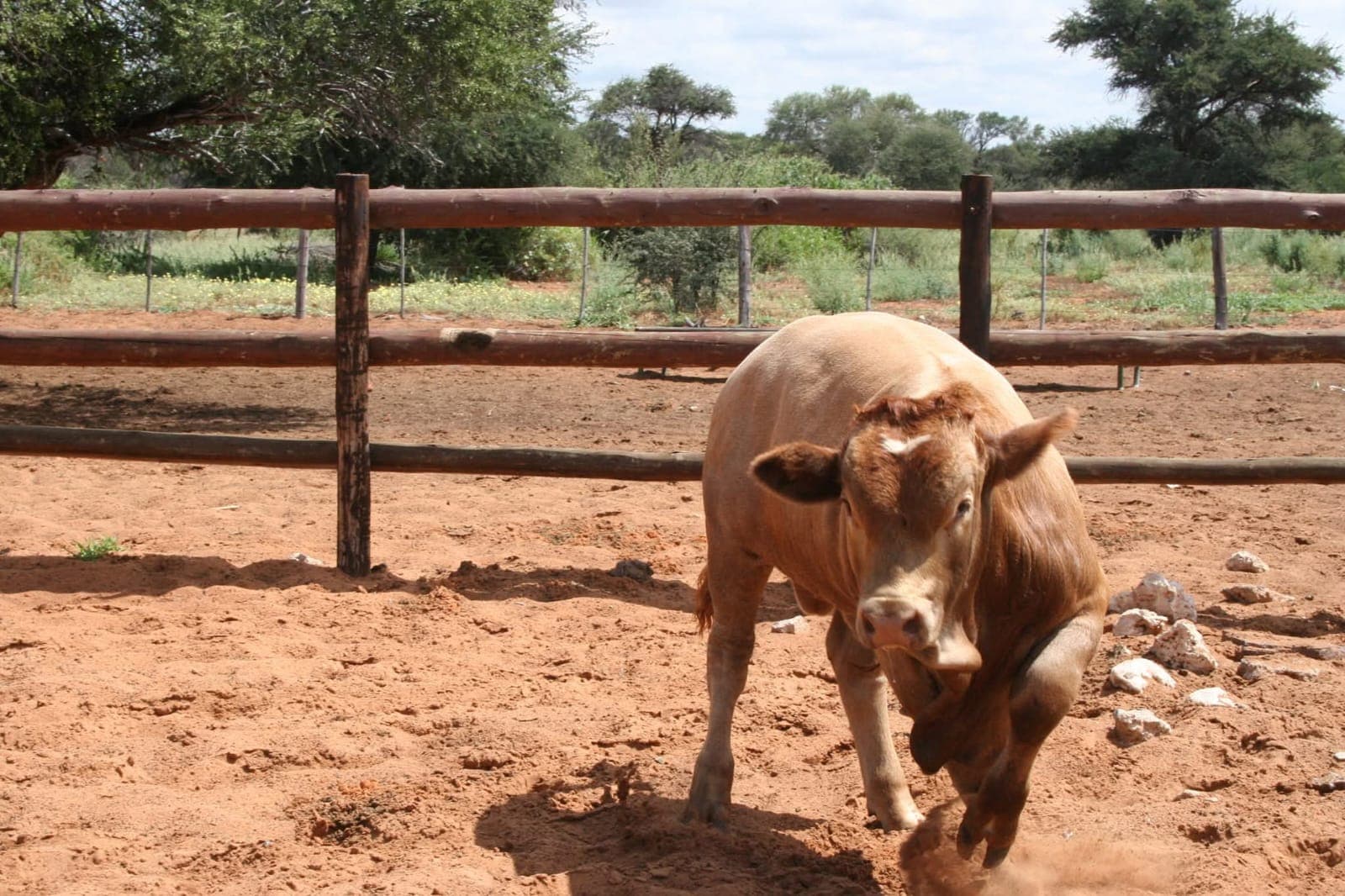 Ranch life at Osotua 9