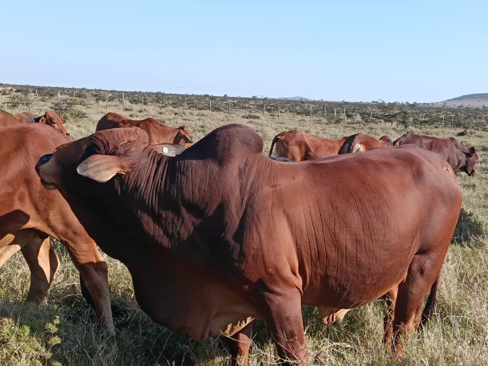 Ranch life at Osotua 12