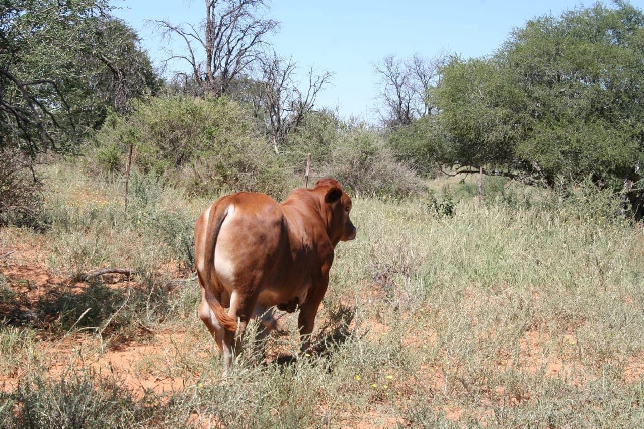 Ranch life at Osotua 13