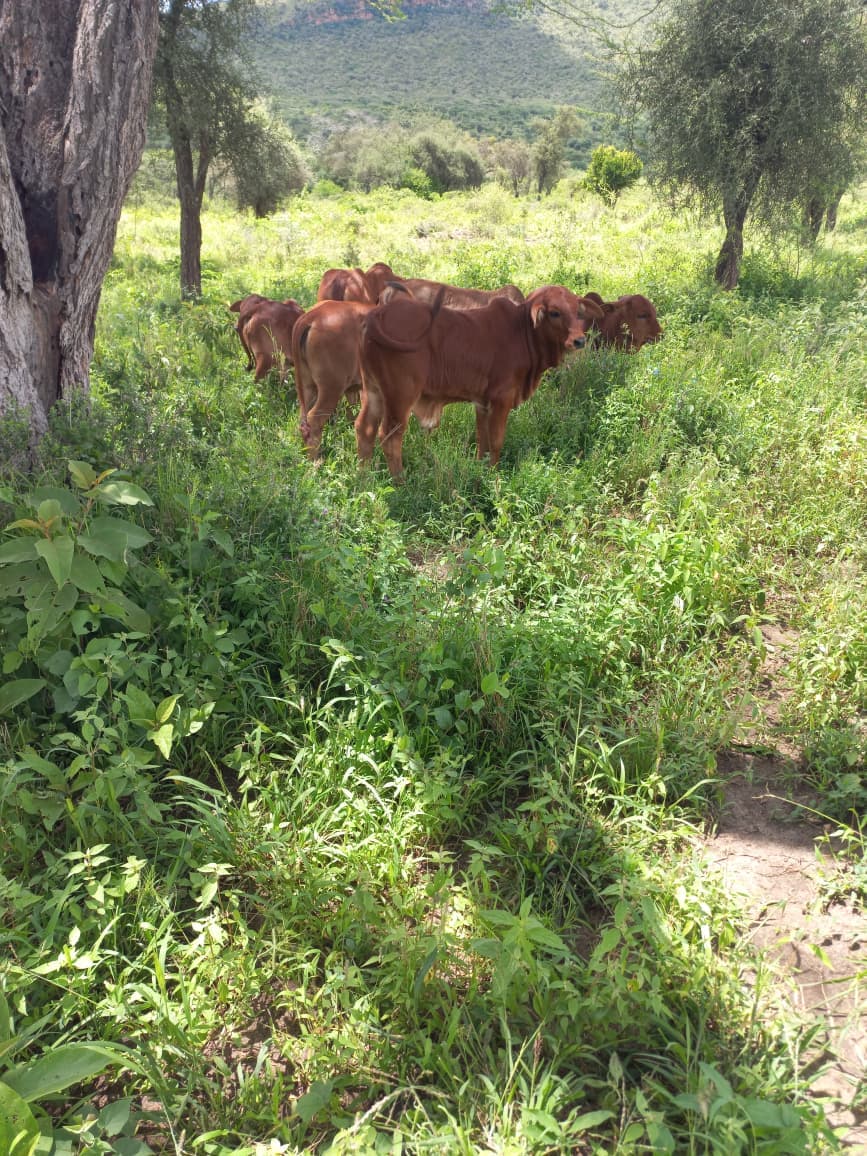 Ranch life at Osotua 4