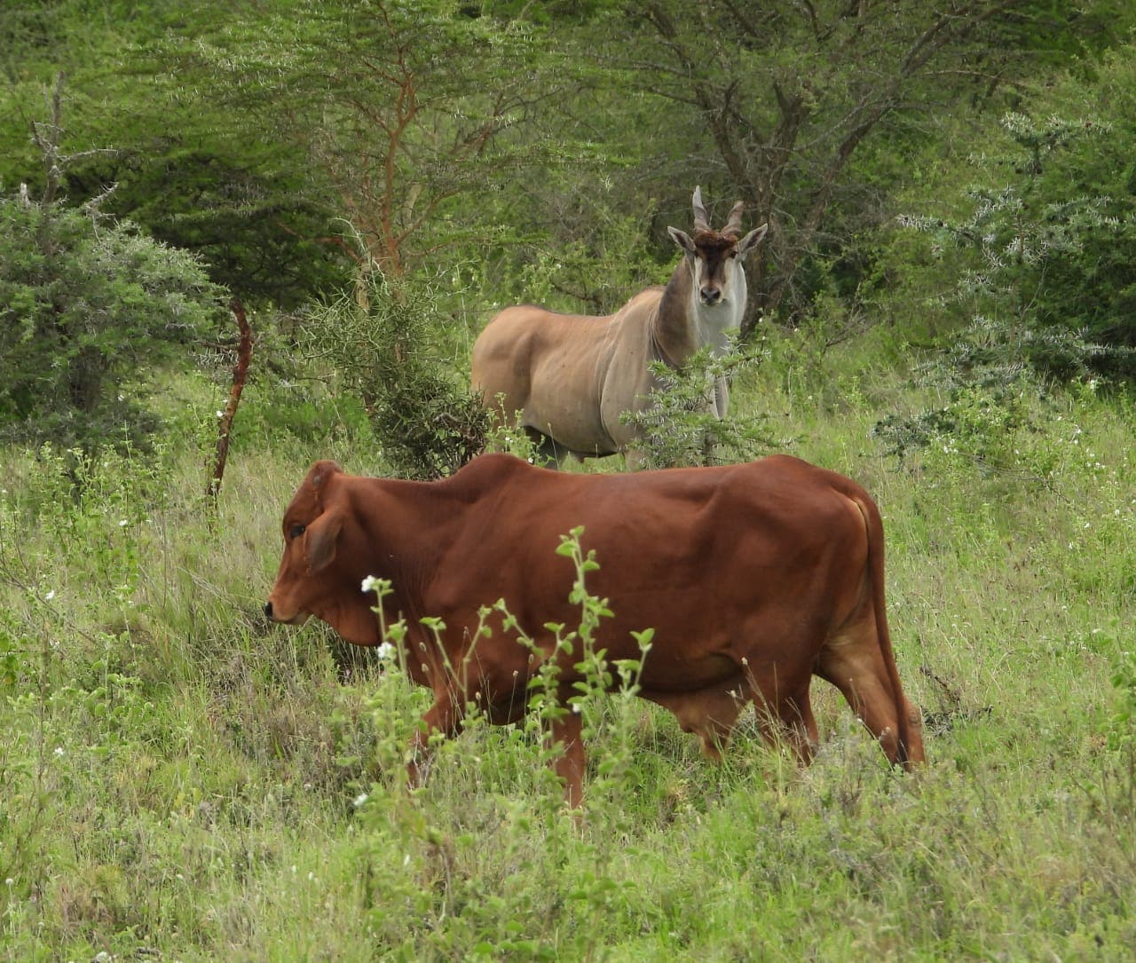 Ranch life at Osotua 5