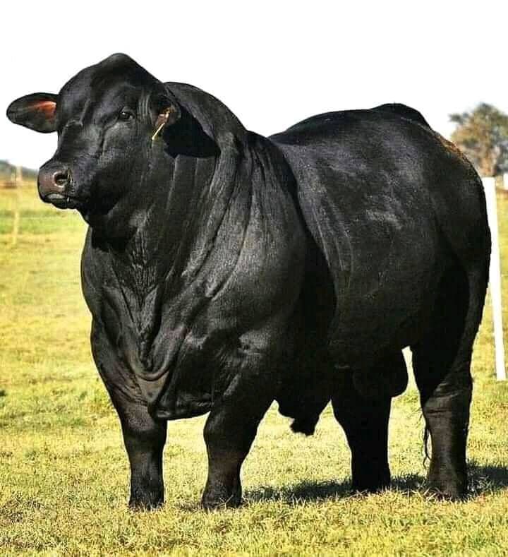 Angus Bull