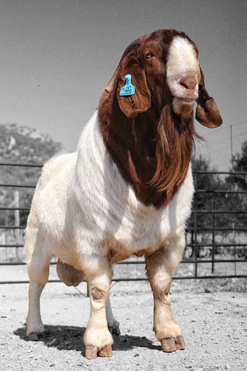 Boer Goat