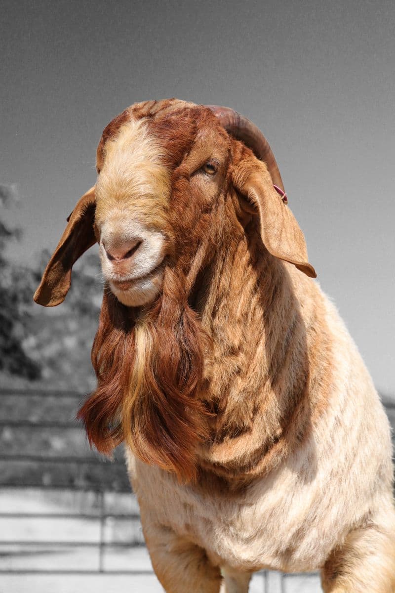 Boer Buck