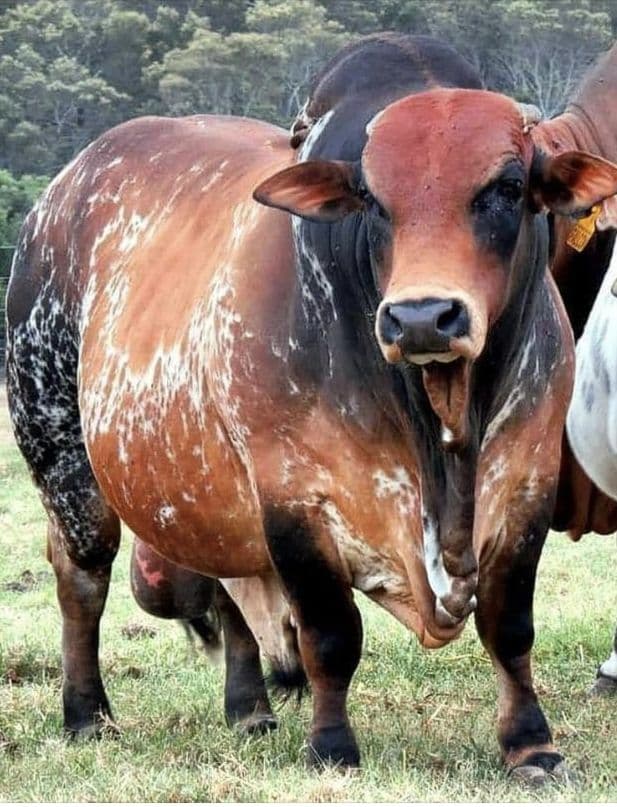 Why Boran Genetics Are the Future of African Regenerative Ranching