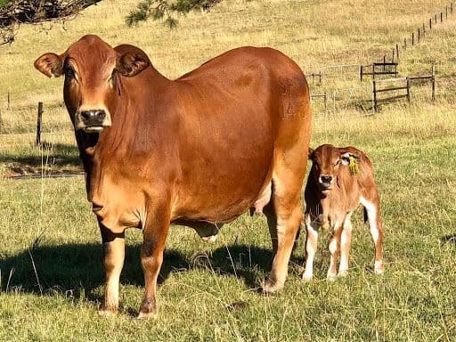 Boran Cow