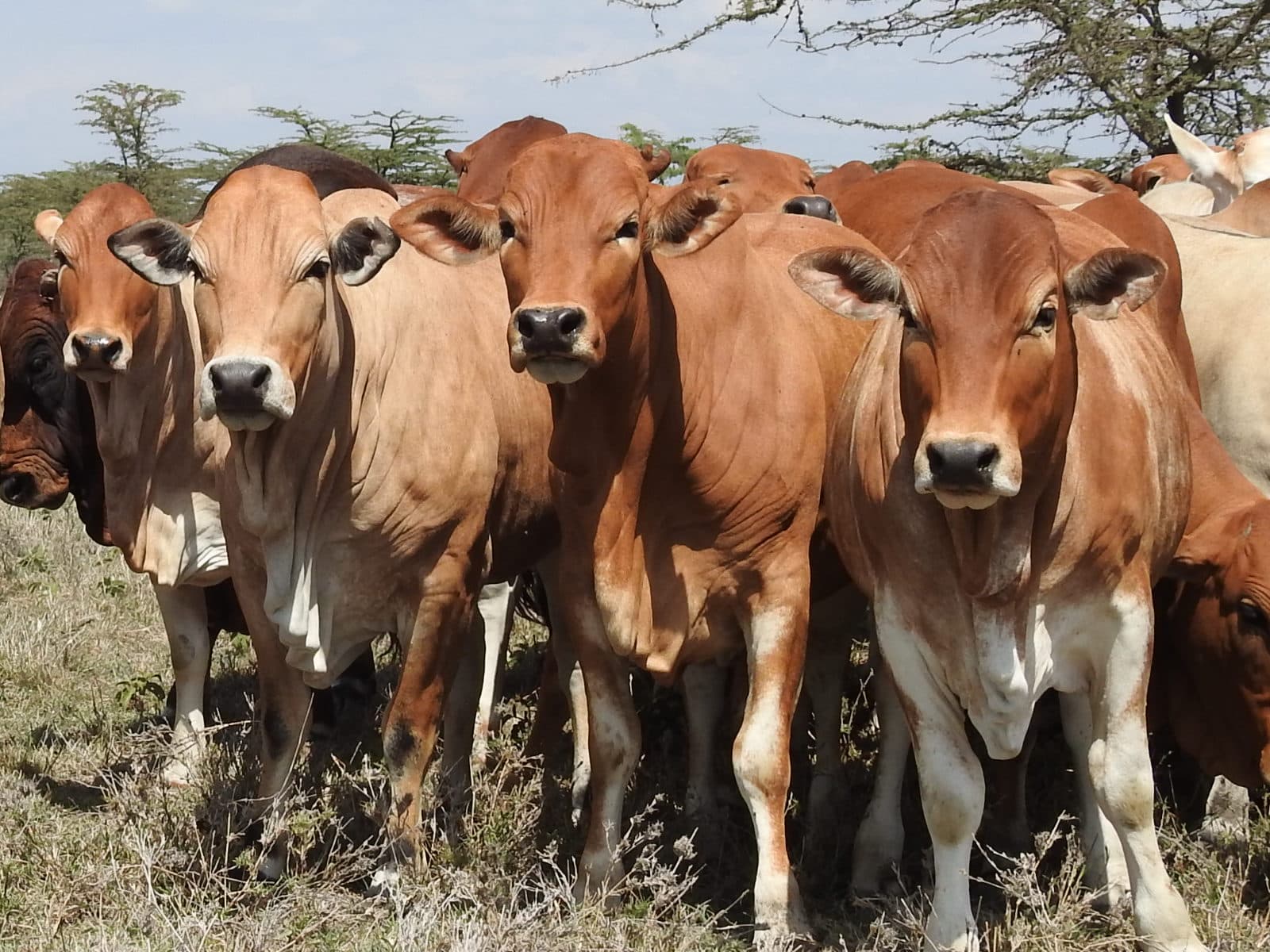 Boran Heifers
