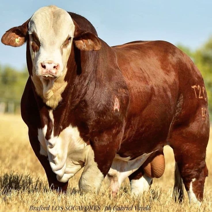 Brafford Bull