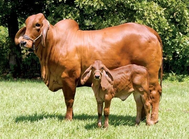 Brahman Cow