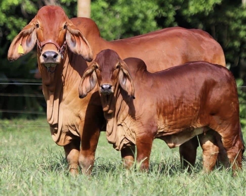 Brahman Cow & Calf