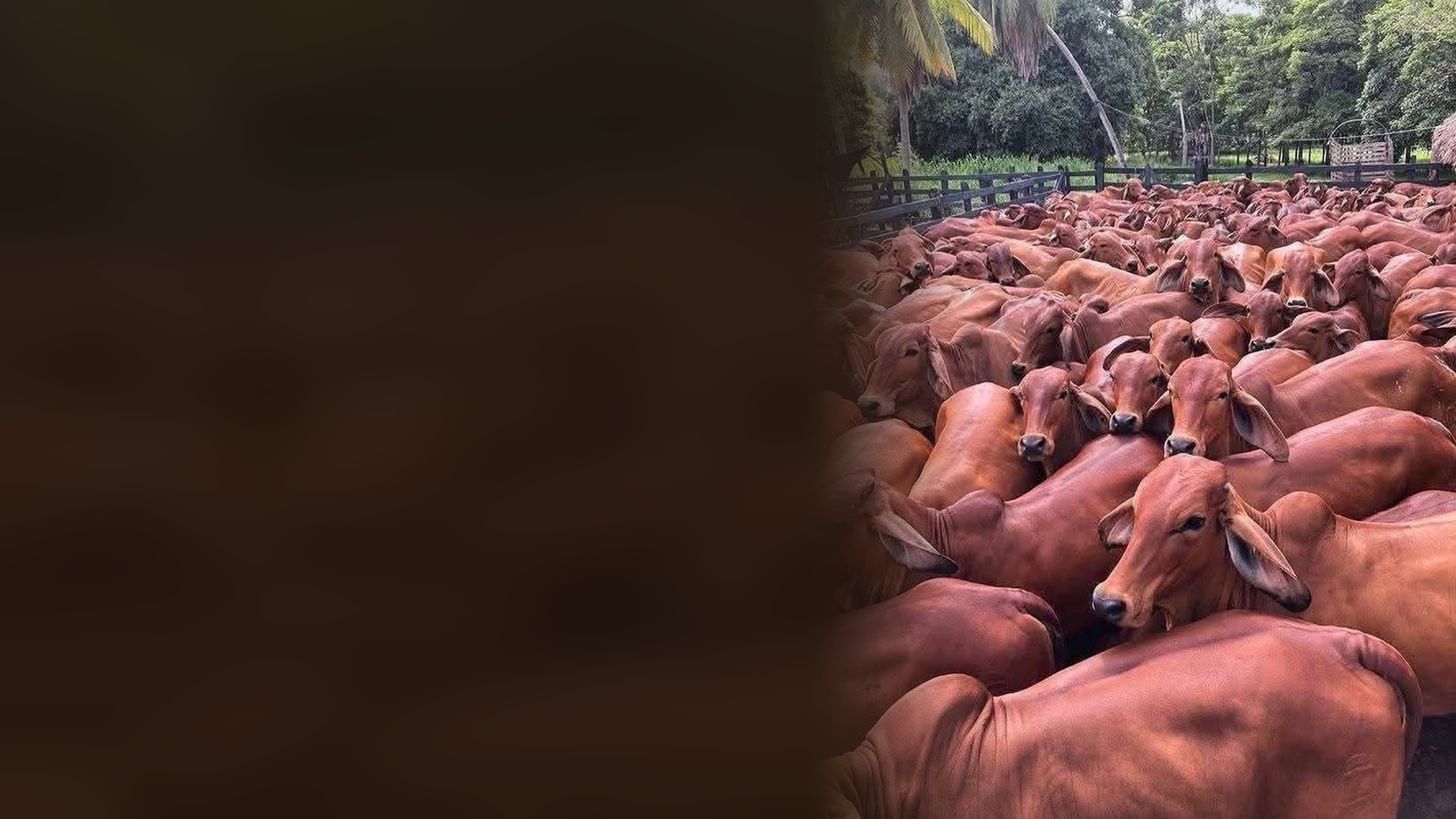 Osotua pastoral Brahman cattle herd in Kajiado