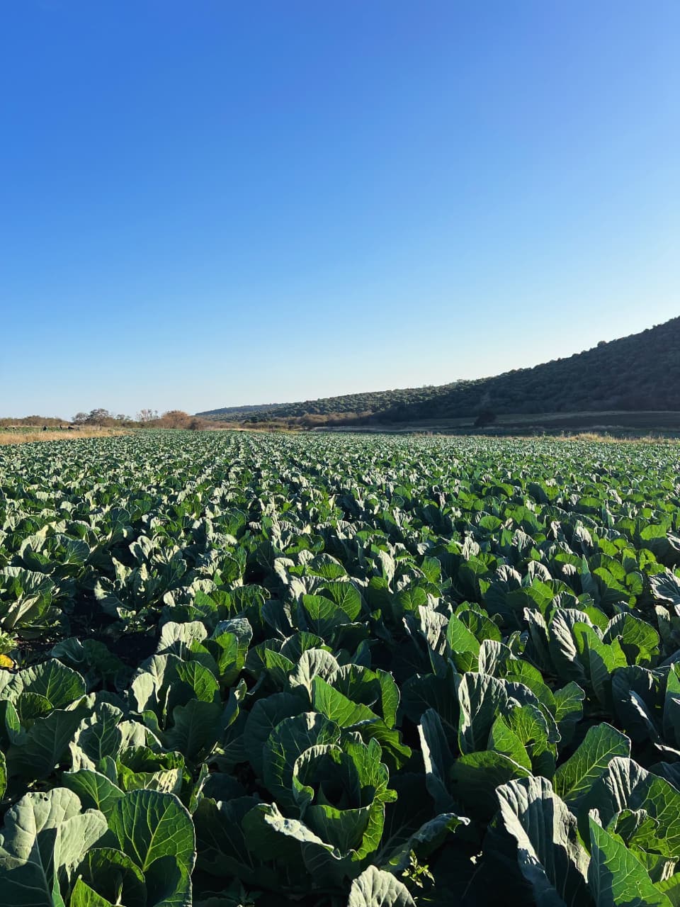Sunrise Organic Shamba Harvest