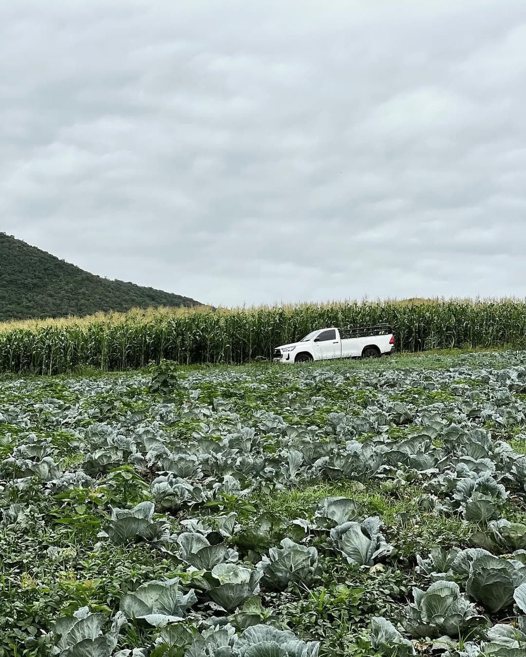 Partner cabbage harvest