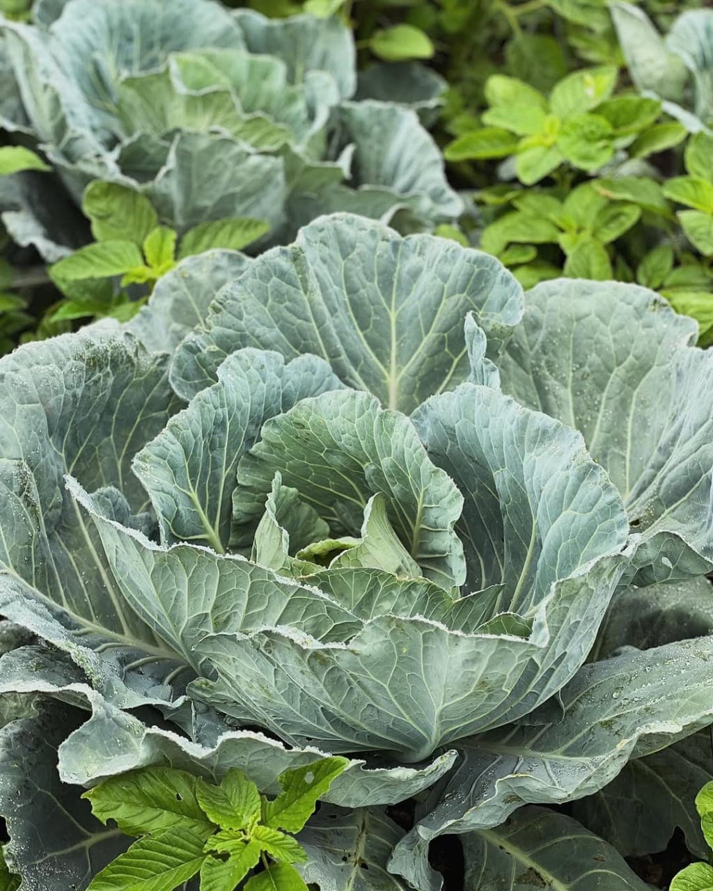 Cabbages