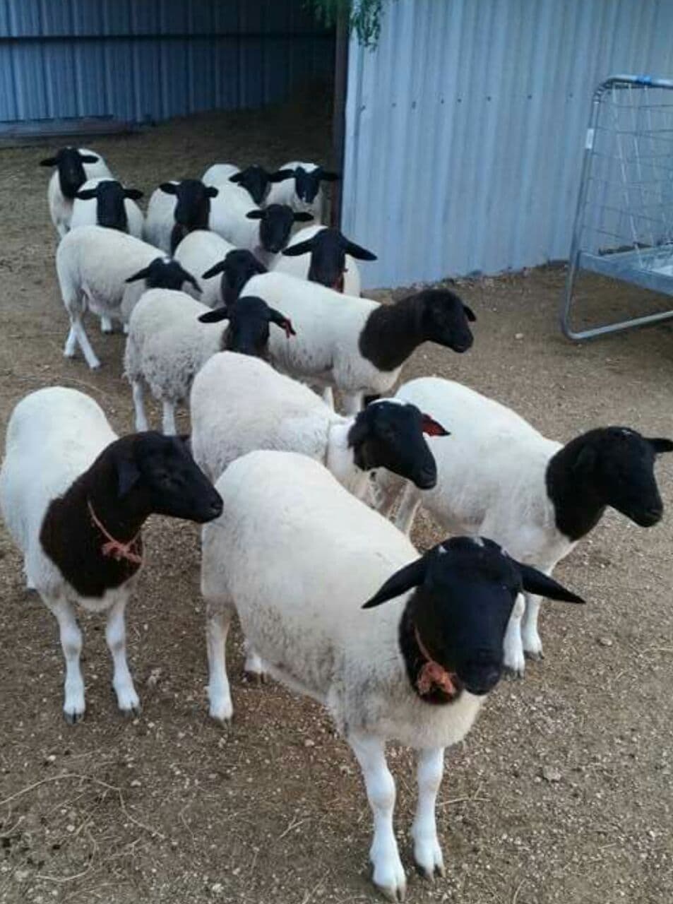 Dorper Lambs