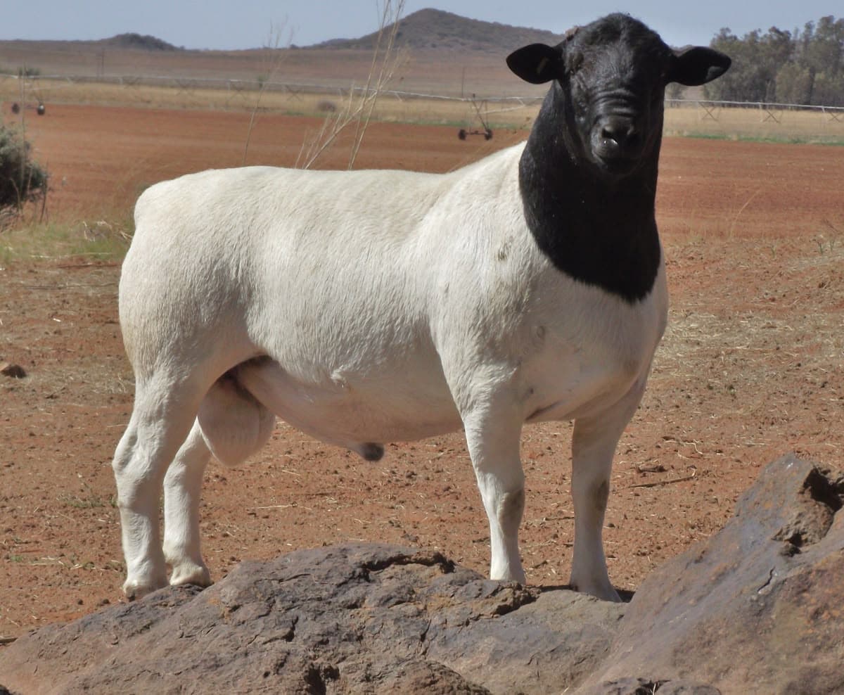 Prime Dorper Ram Sires
