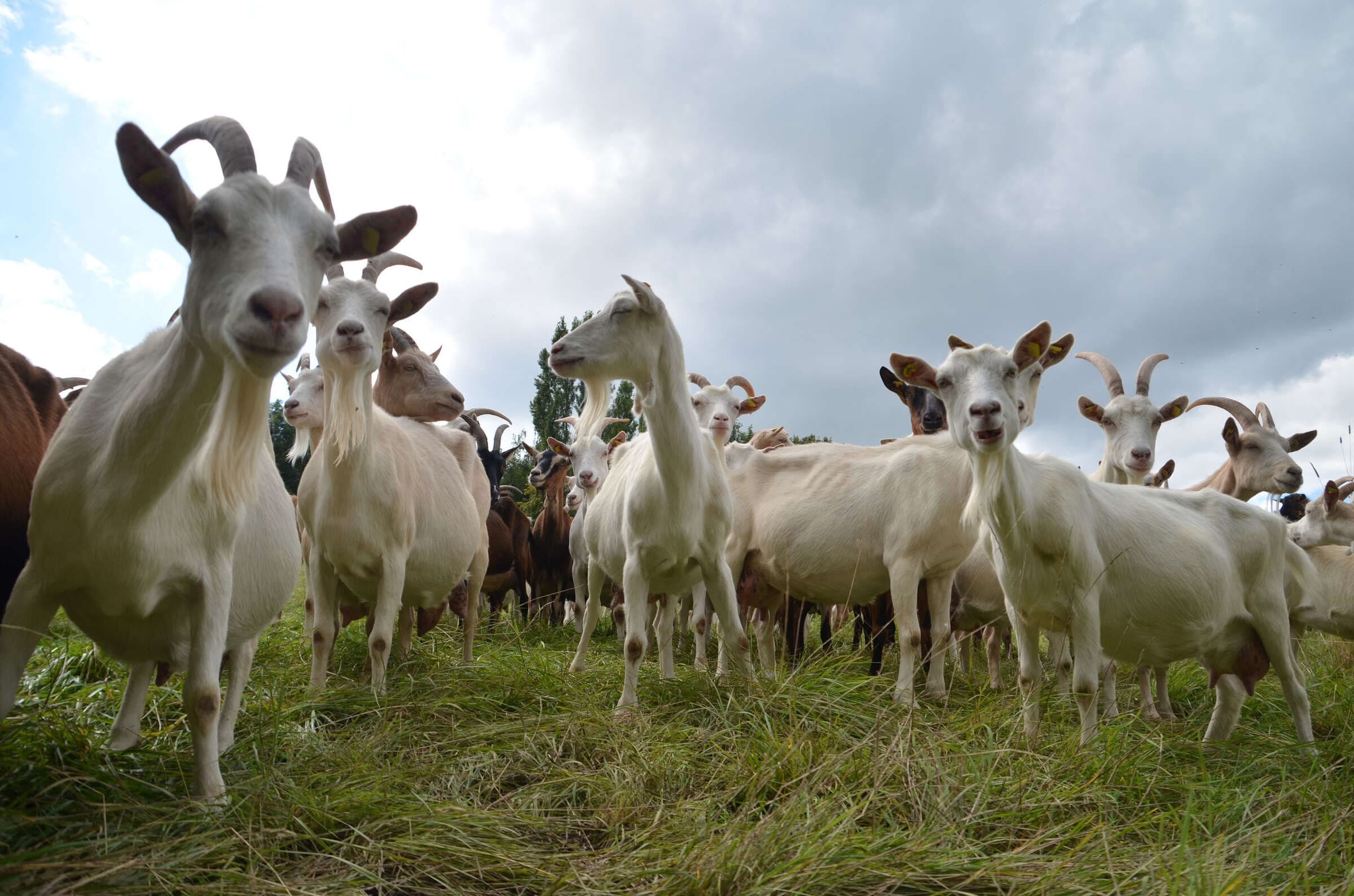 The Herd