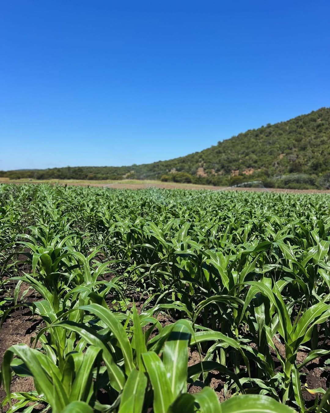 Maize Fields