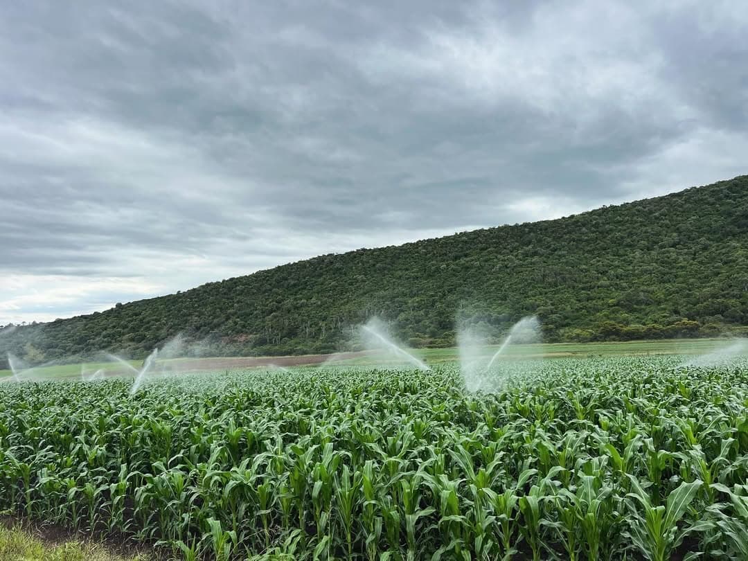 Irrigated fodder crop