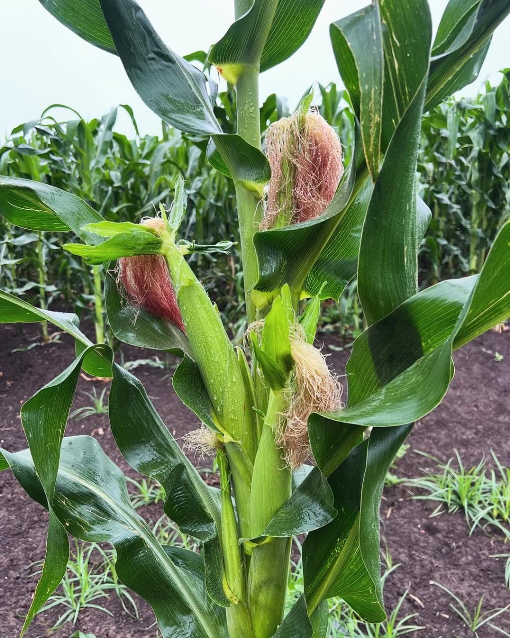 Maize