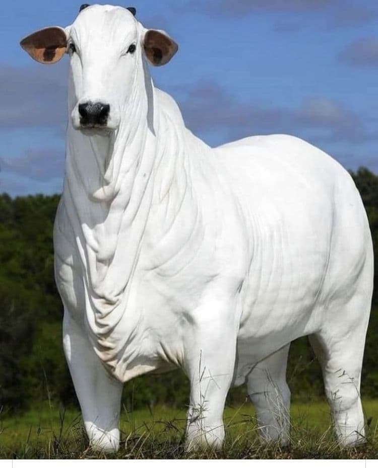 Nelore Bull