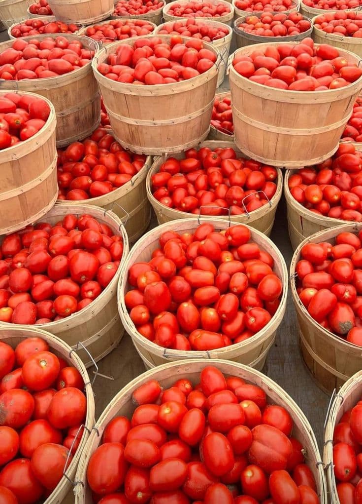 Fresh organic harvest provisions from Osotua farm
