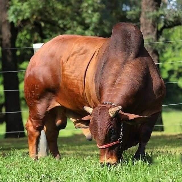 Sahiwal Bull
