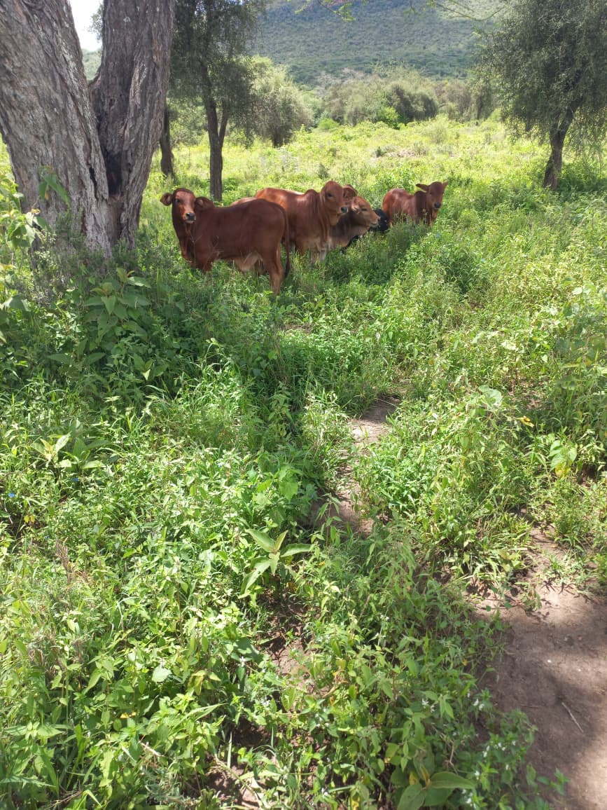 Morning Dairy Rounds & Calves