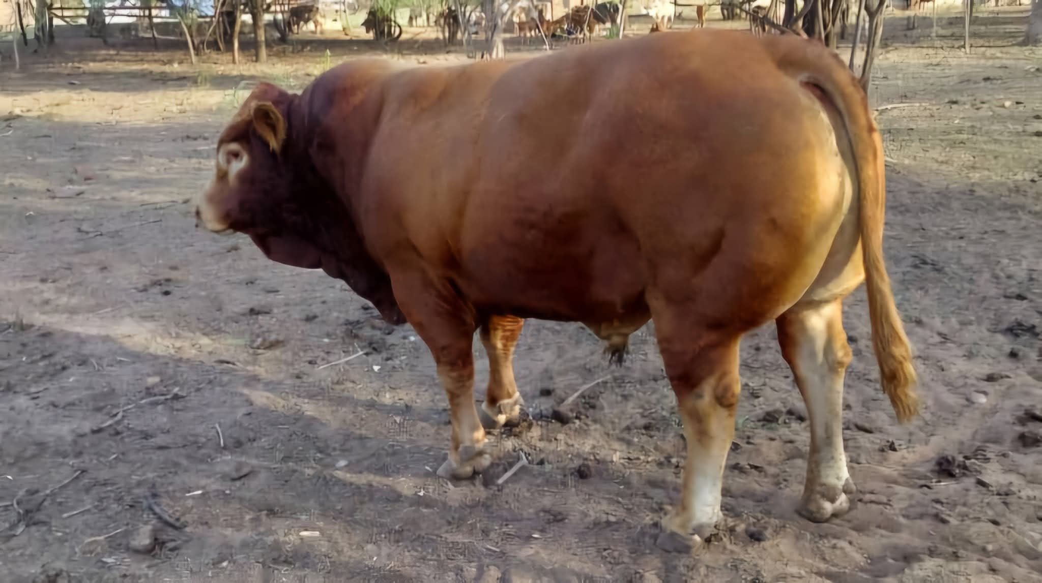 Simmental Cross